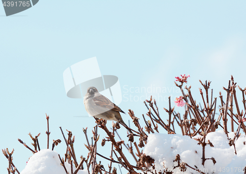 Image of Male house sparrow perches on verbascum bush in snow