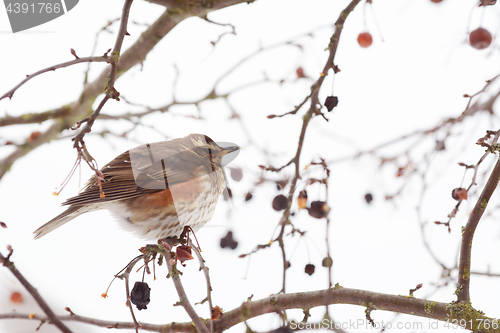 Image of Redwing fluffs out its plumage to trap warm air