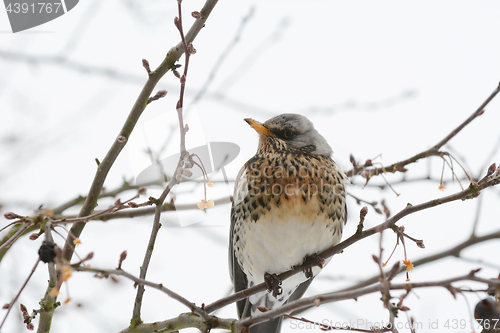 Image of Fieldfare with spotted plumage sits on a tree branch