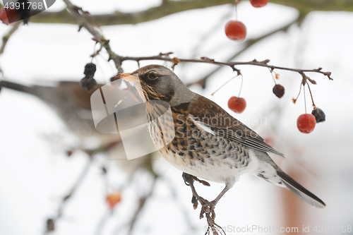 Image of Adult fieldfare on branch of a tree in winter