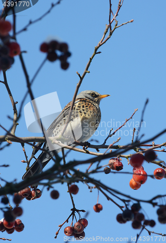 Image of Fieldfare sits in crabapple tree on sunny winter day