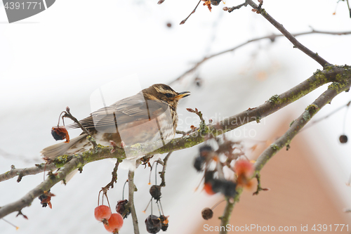 Image of Redwing sits on branch of crabapple tree among fruit