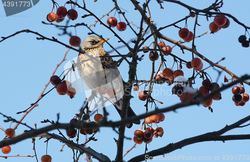 Image of Fieldfare in crabapple tree, with snow-covered fruit