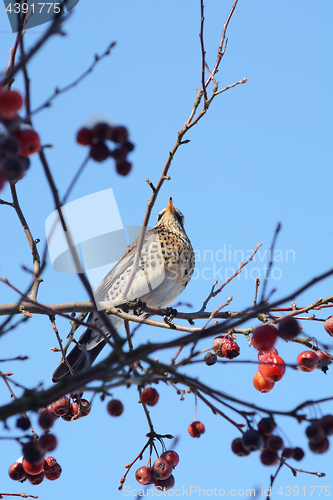 Image of Fieldfare perching high in a crab apple tree