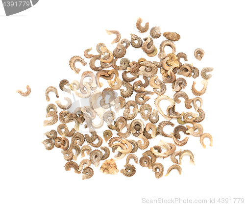 Image of Calendula flower seeds