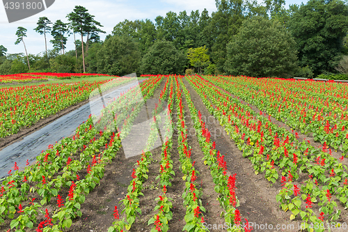 Image of Salvia field