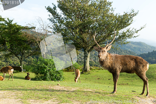 Image of Buck deer with roe deer in wild