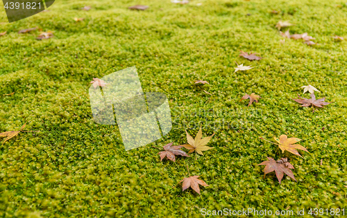 Image of Maple leaves on moss