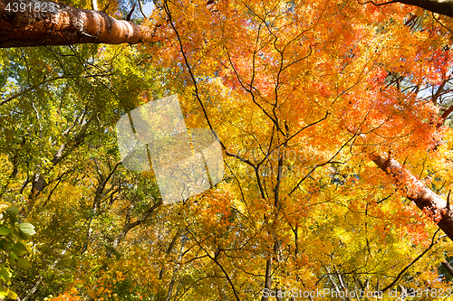 Image of Maple tree