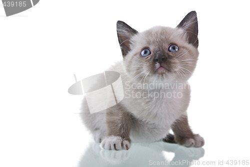 Image of Baby Kitten