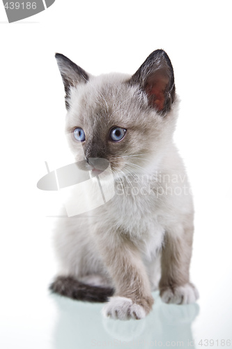 Image of Baby Kitten