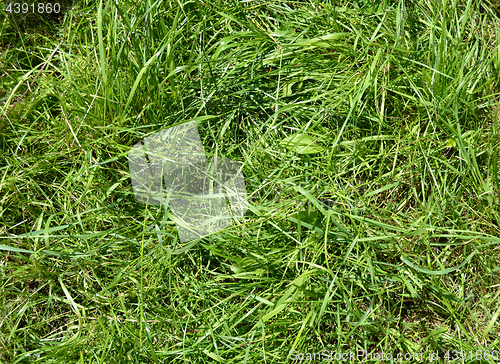 Image of wild grass