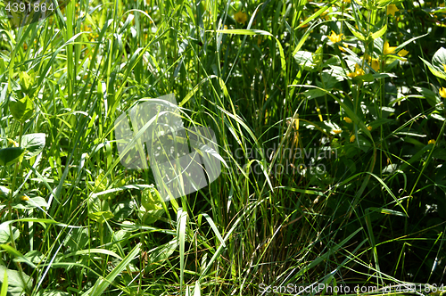 Image of  wild grass