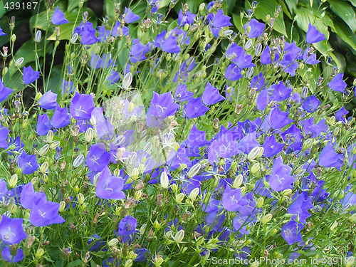 Image of Campanula blossoms