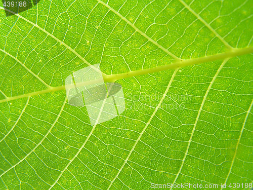 Image of Walnut leaf