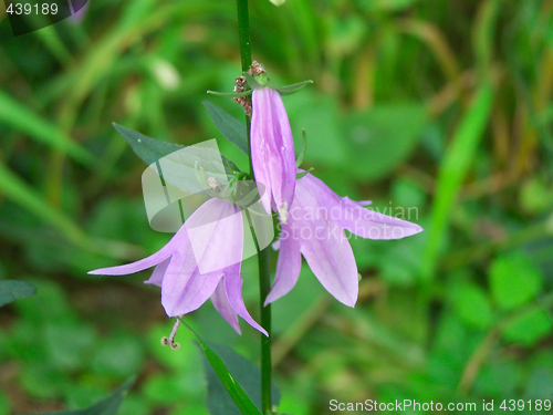 Image of Bluebells blossoms