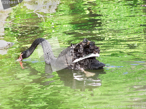 Image of Black swan