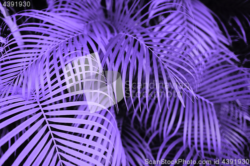 Image of ultra violet palm tree leaves