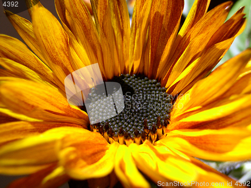 Image of sunflower