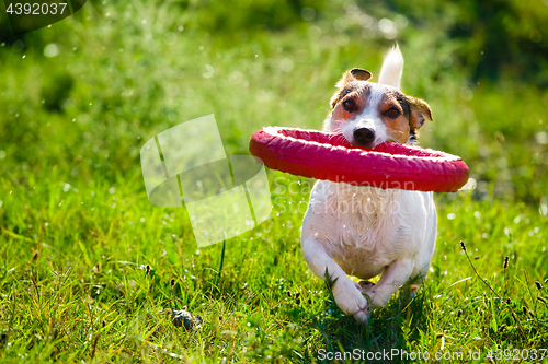 Image of Happy dog playing with toy ring