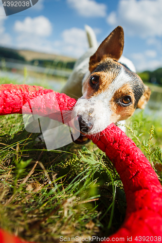 Image of Happy dog playing with toy ring