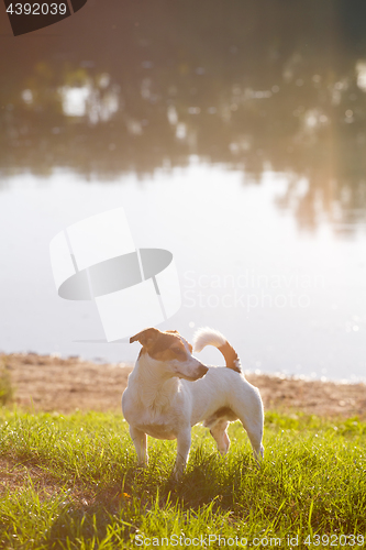 Image of Calm dog enjoying sunny day on lake