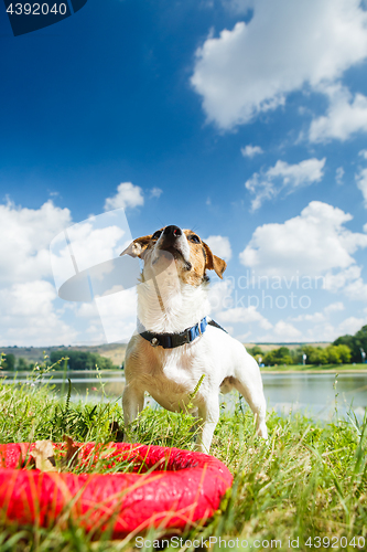 Image of Happy dog playing with toy ring