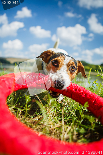 Image of Happy dog playing with toy ring