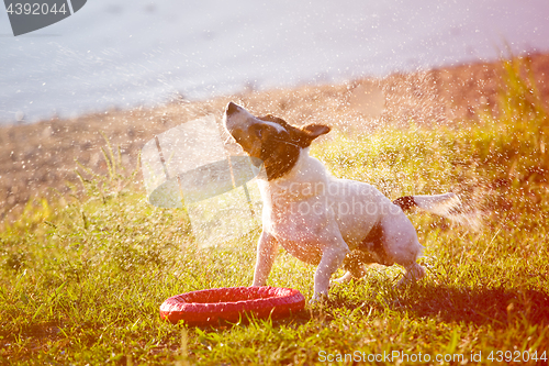 Image of Dog shaking down from drops