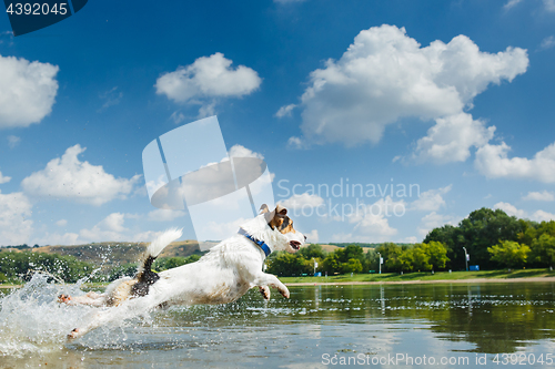 Image of Energetic dog running in water