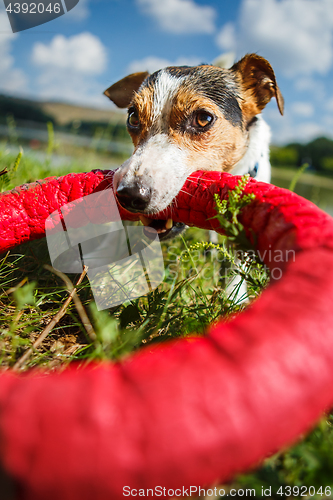 Image of Happy dog playing with toy ring