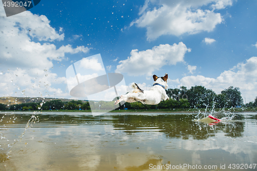 Image of Energetic dog running in water