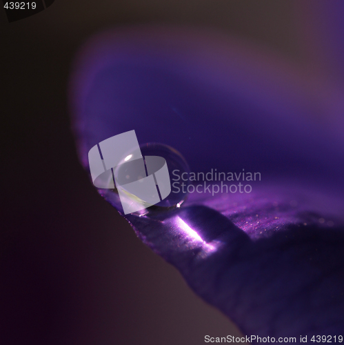 Image of violet drop