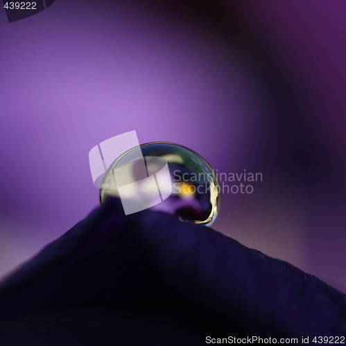 Image of violet drop