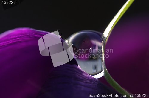 Image of purple drop