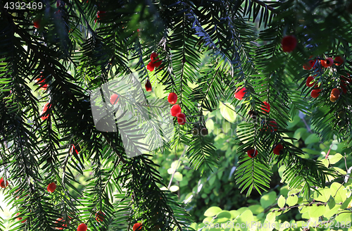 Image of Red berries growing on evergreen yew tree branches