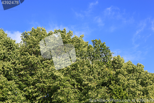 Image of Green foliage against the blue sky