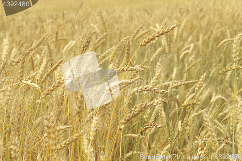 Image of Grain field closeup