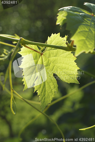 Image of Leaf of grape 