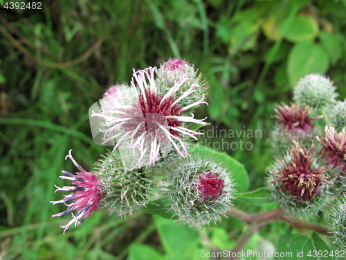 Image of Pink flowers of burdock, agrimony in summer 