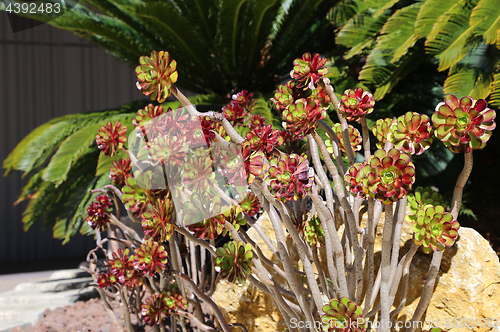 Image of Beautiful succulent plants and palm trees