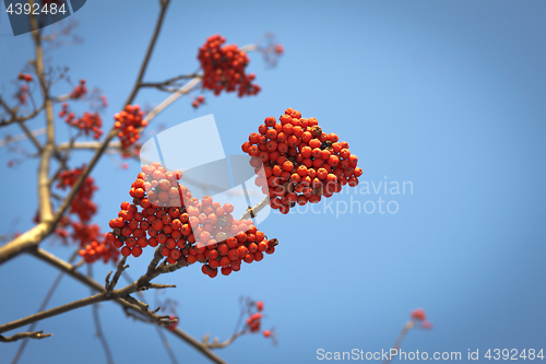 Image of Branches of mountain ash with red berries against the blue sky