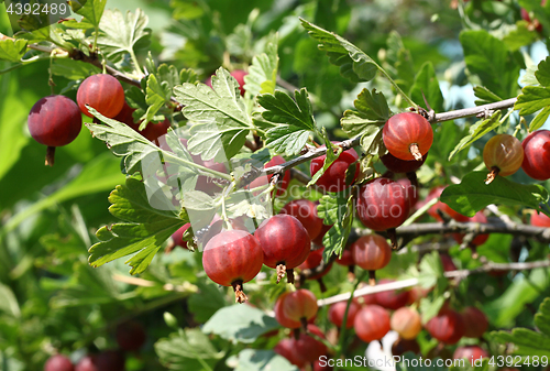 Image of Gooseberry branch with ripe berries 