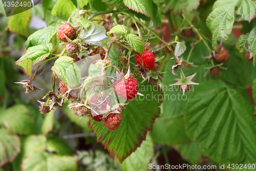 Image of Branch of raspberries in a summer garden