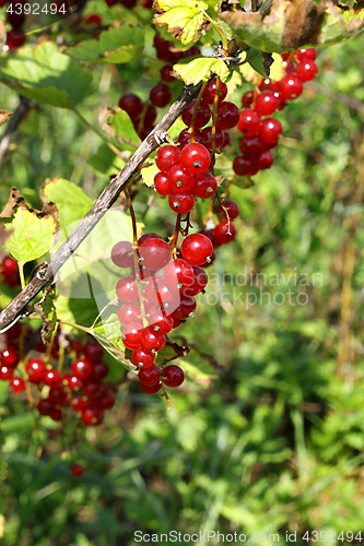 Image of Bunch of bright red currants