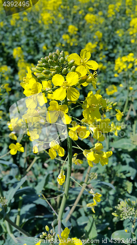 Image of Yellow flowers winter cress