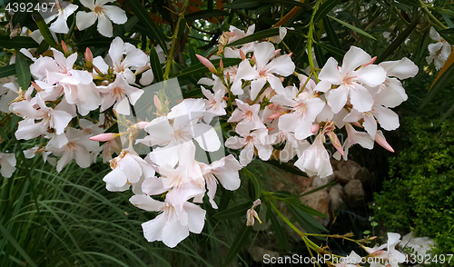 Image of Oleander bush with beautiful flowers