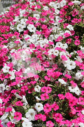 Image of Beautiful flowers of pink and white petunia