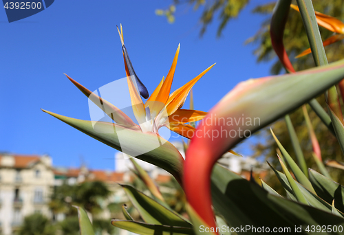 Image of Strelitzia Reginae flower (bird of paradise flower)