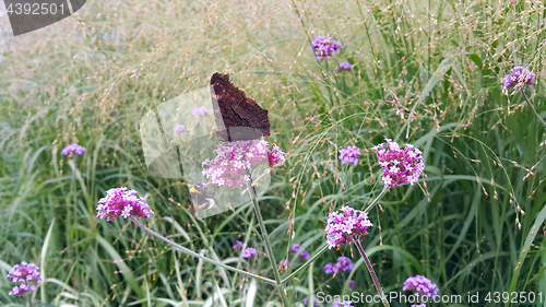 Image of Butterfly and bee sitting on a beautiful lilac flower